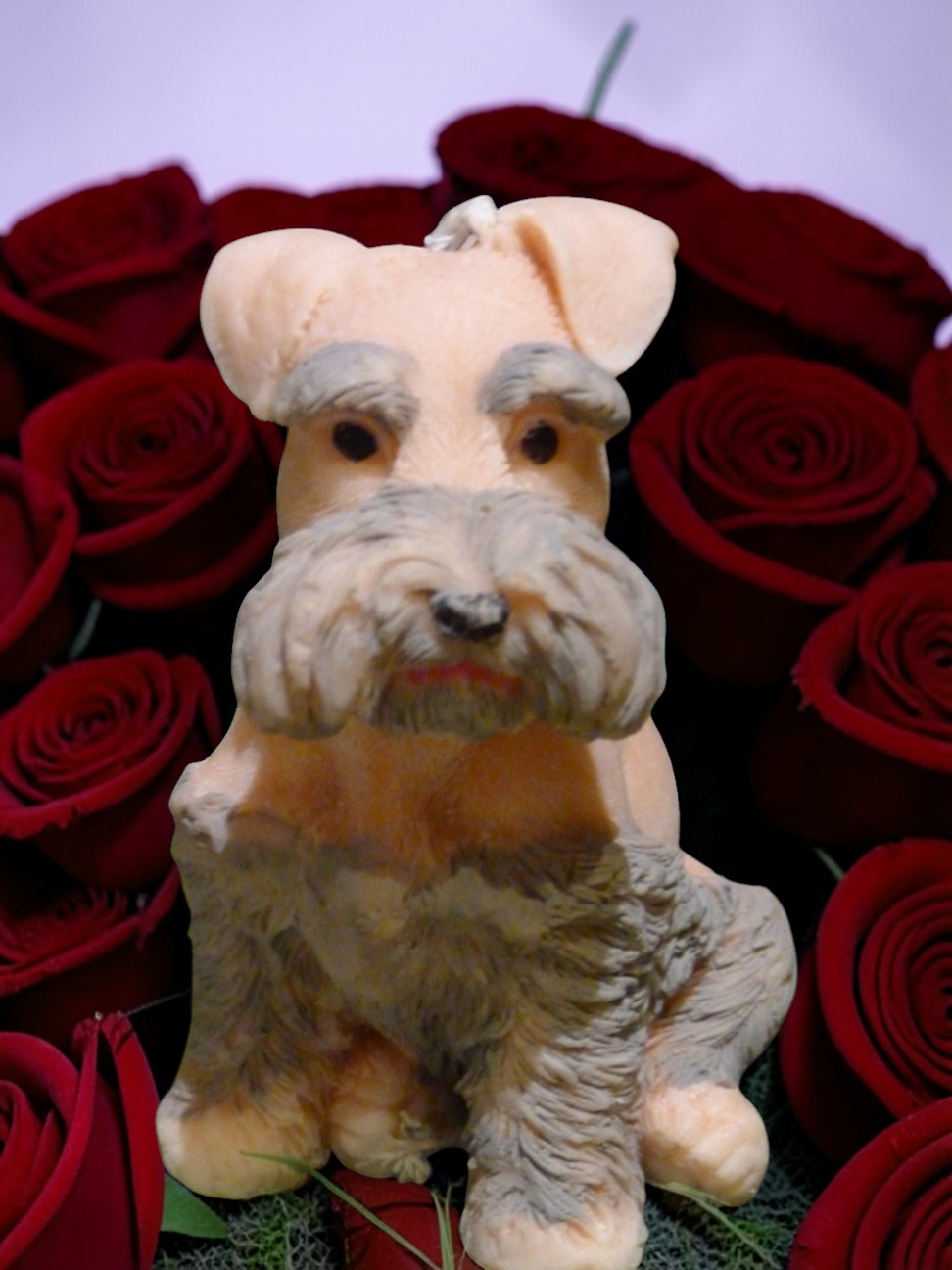 (image for) Schnauzer Kaars